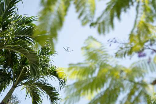 Airplane in Flight Seen Through Tropical Trees