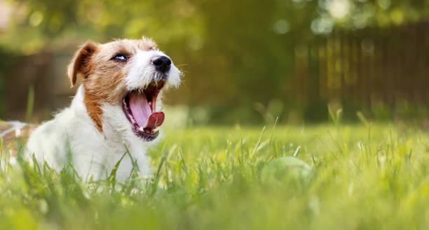 istock Funny lazy happy dog resting in the grass 1397876027