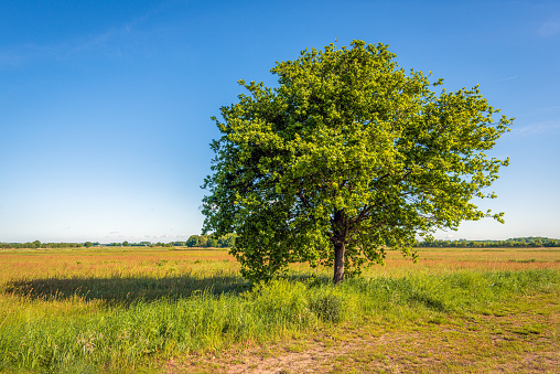 Solitary oak tree against a clear blue sky. The photo was taken on a sunny spring morning in the Dutch province of North Brabant.