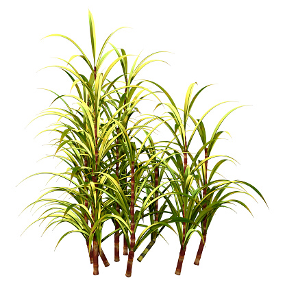 3D rendering of green sugercane plants isolated on white background