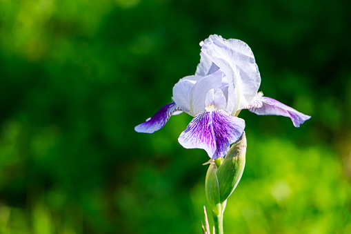 An abstract macro photo of a purple iris.