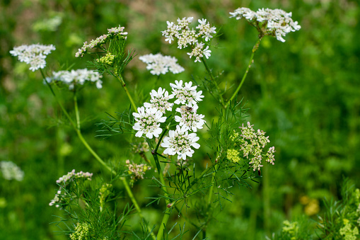 Cow Parsley in a field.