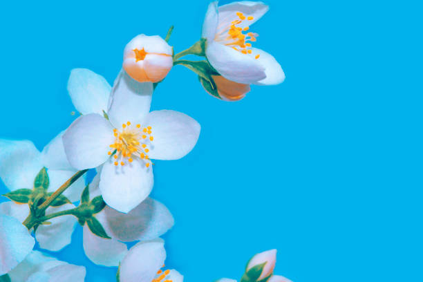 istock White jasmine The branch delicate spring flowers 1397879405