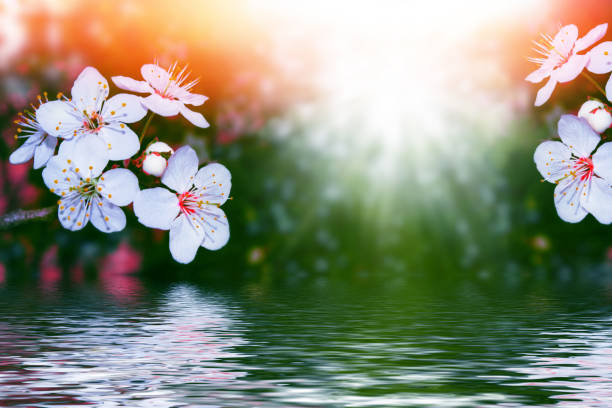 nature. Blossoming branch cherry. Bright colorful spring flowers