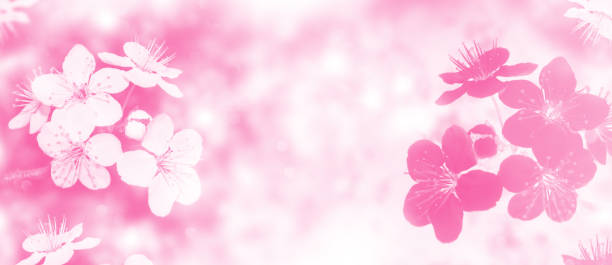 istock Blossoming branch cherry. Bright colorful spring flowers 1397880112