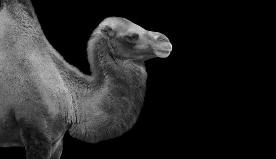 Bactrian Camel Face On Dark Background