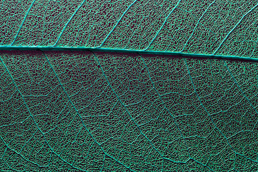 skeleton leaf texture closeup. biophilic organic design background. nature-inspired environment cozy composition