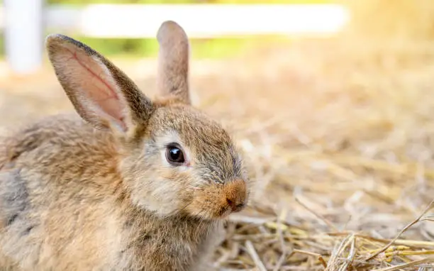 Cute brown rabbit bunny domestic pet on straw. Rabbit farm