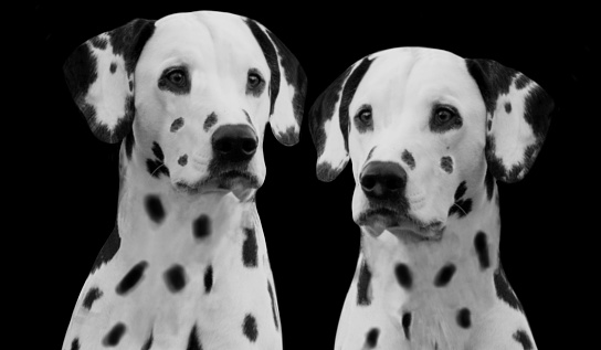 Dalmatian dog studio portrait
