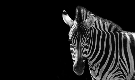 Sad Zebra Closeup Face On The Black Background