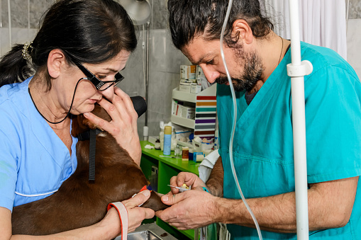 A couple of doctors are giving an injection to a domestic dog at an animal hospital.
