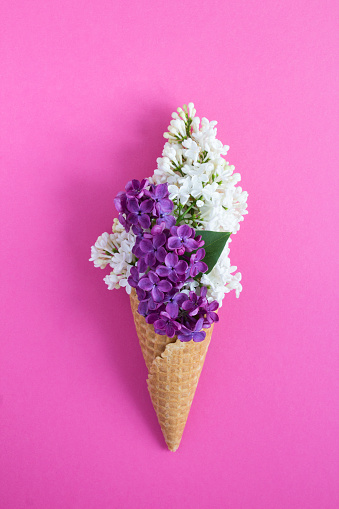 Ice cream cone with white and purple lilac on the pink background