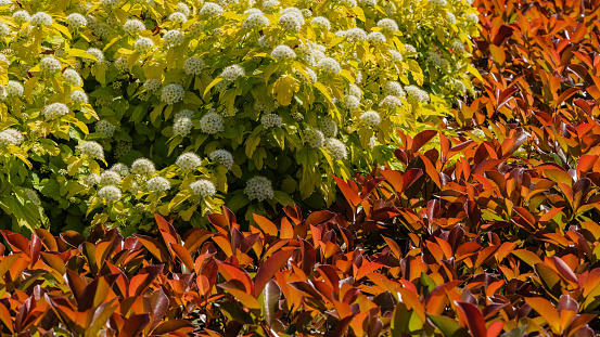 Beautiful red leaves of shrub Photinia fraseri 'Red Robin' and Physocarpus opulifolius Nugget or Ninebark with golden leaves in flower beds.  French garden. Krasnodar city park. Spring 2021.