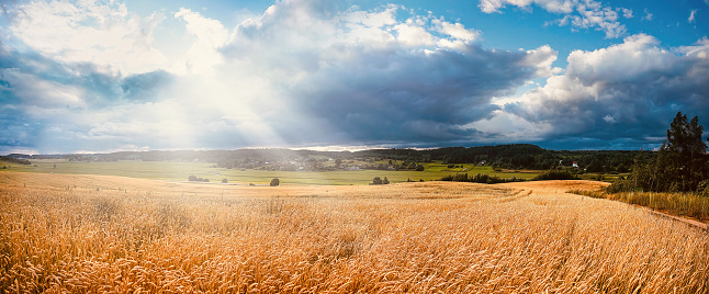 Beautiful colorful natural summer landscape with field of ripe wheat in rays of sun breaking through clouds.