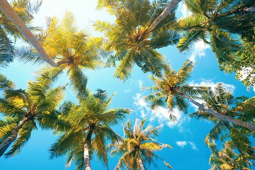 Beautiful natural tropical background with palm trees against a blue sky with clouds.