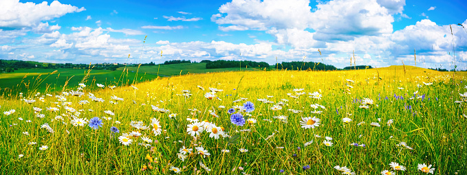 Oilseed Rape field in springtime, Germany