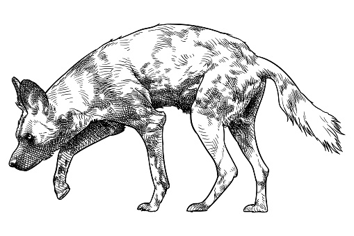 Hand drawn illustration of a Lycaon