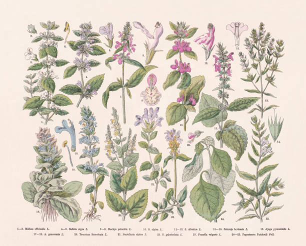 ilustrações, clipart, desenhos animados e ícones de plantas de floração (angiospermae, lamiaceae), gravura de madeira colorida à mão, publicada em 1887 - brass instrument illustrations