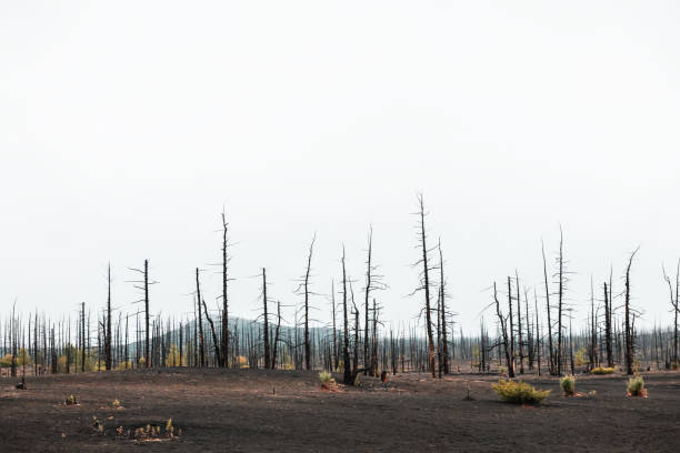 Dead forest with dry burnt trees in black lava fields. Kamchatka, Russia.