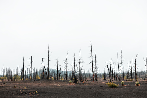 Dead forest with dry burnt trees in black lava fields. Tolbachik volcano area in Kamchatka peninsula, Russia. Summer landscape