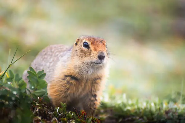 Photo of Cute little gopher is sitting in the grass and looking into the distance.