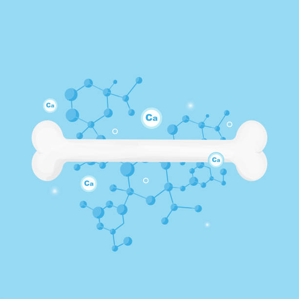 強力なカルシウム保護の下での骨のイラスト。 - healthy eating food and drink nutrition label food点のイラスト素材／クリップアート素材／マンガ素材／アイコン素材