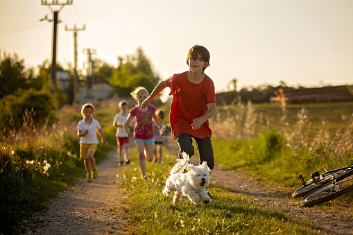 Happy group of children and pet dog, maltese breed, running in the park on sunset, carefree childhood out of the city