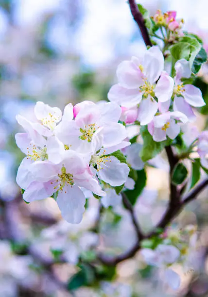 apple tree in bloom.pink and white apple flowers in sunlight outdoor.Blooming apple tree in spring time.