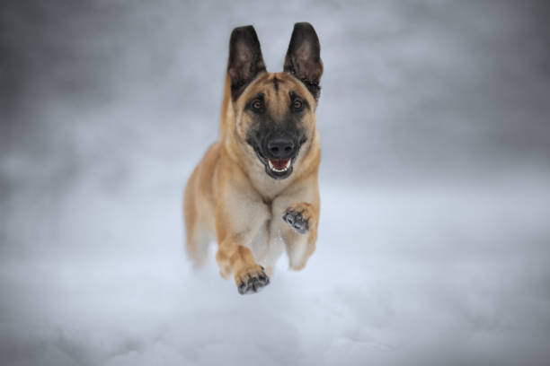 Winter portrait of a Belgian Shepherd