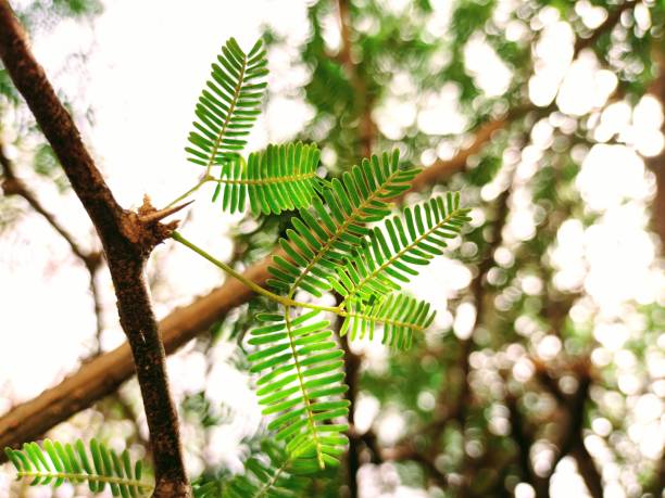 istock Acacia herb medicinal plant leaf 1397891692