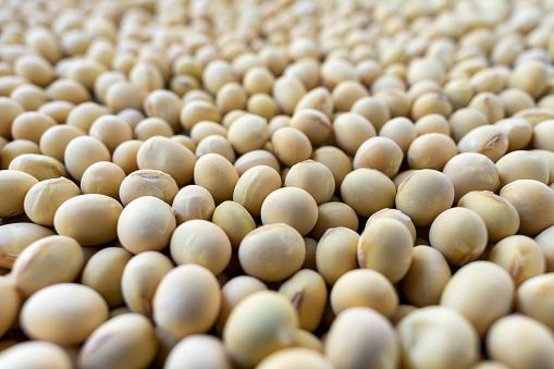 Dried soybean background