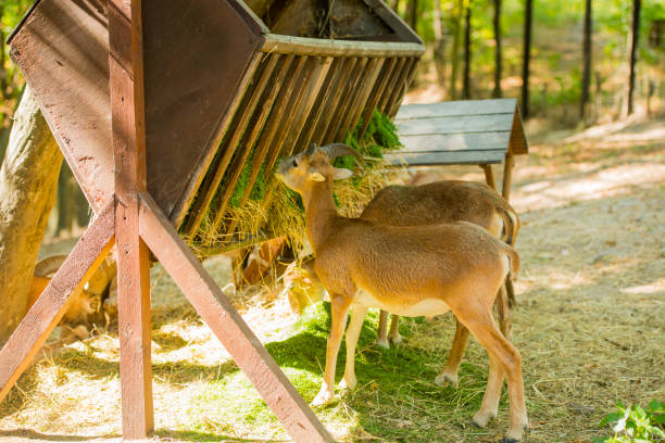baby mouflon eating from a feeder