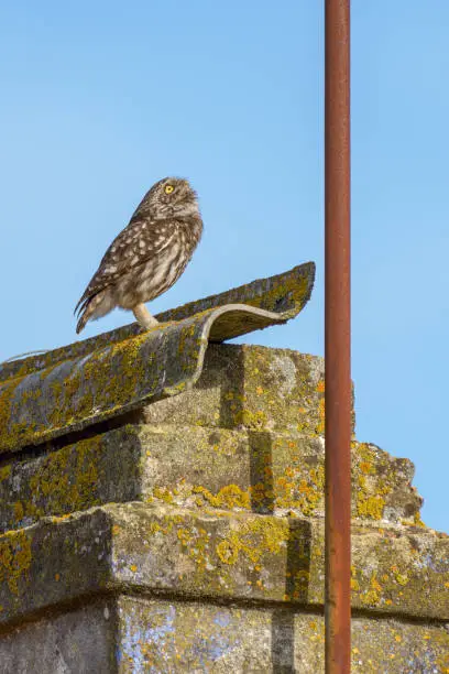 Little owl Athene noctua standing on house chimney top looking upwards in daytime blue skies