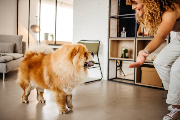 meine besten freund - chow stock-fotos und bilder