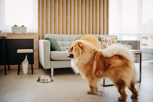 Beautiful chow dog stands in the living room