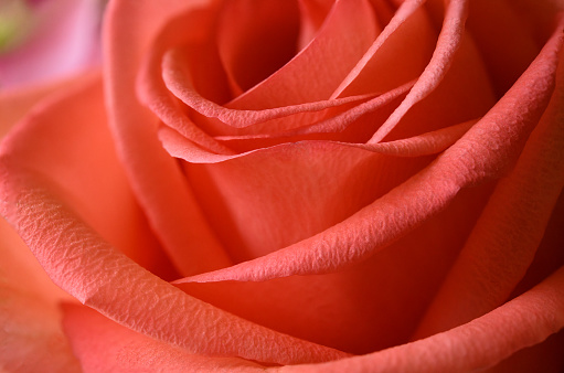 A pinkish orange rose very close.