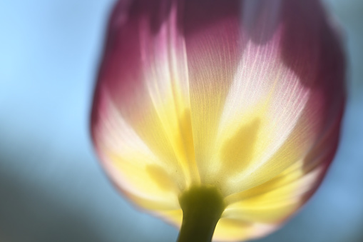 Shadows of the inside of a tulip visible  from the outside of the tulip.