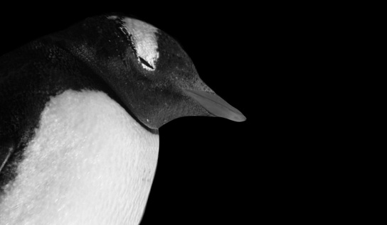 Penguin Closeup Face On The Black Background