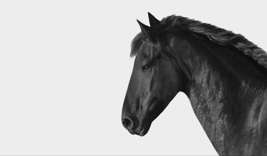 Beautiful Black Horse Side Face Isolated On The White Background
