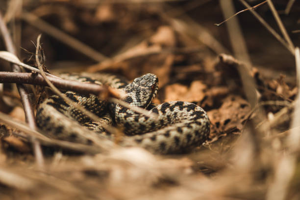 schlange, die sich in den sträuchern versteckt - viper stock-fotos und bilder