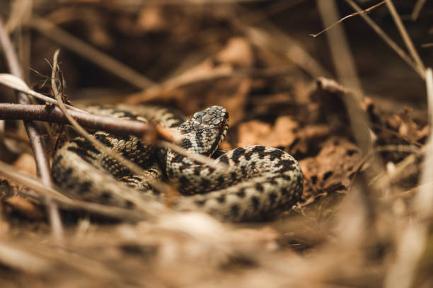 serpiente escondida en los arbustos - viper fotografías e imágenes de stock