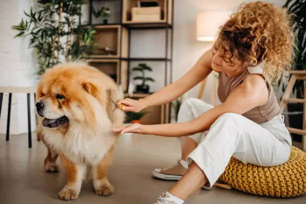 Young beautiful woman brushing her dog in her home