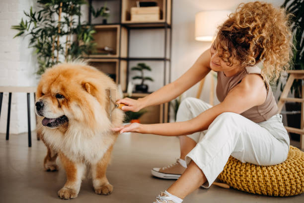 woman brushing dog - chow imagens e fotografias de stock