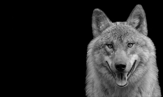 Dangerous Black And White Wolf Open Mouth On The Black Background