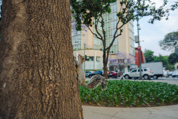Squirrel  on the tree in Mexico City