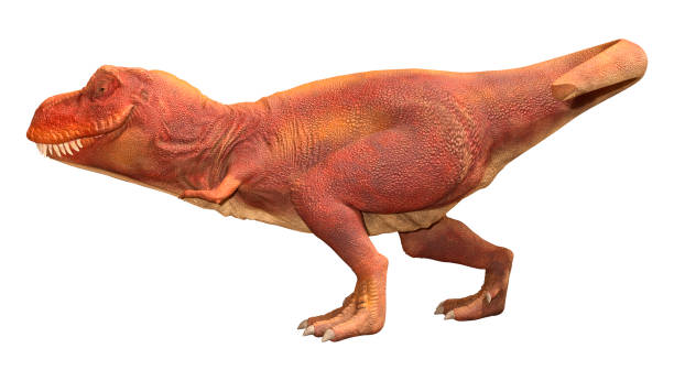 istock 3D Rendering Tyrannosaurus Rex on White 1397897546