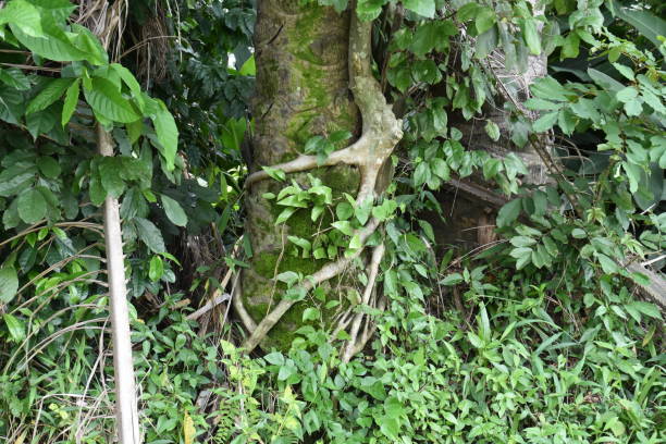 istock Entwined at the lower trunk 1397898967
