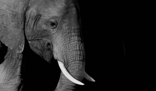 portrait d’éléphant heureux gros plan sur le fond noir - en ivoire photos et images de collection