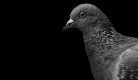 Beautiful Pigeon Portrait Face On The Black Background
