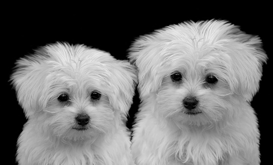 Two Big Hair Maltese Dogs Cute Face